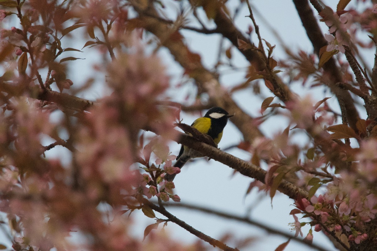 Green-backed Tit - ML401924651