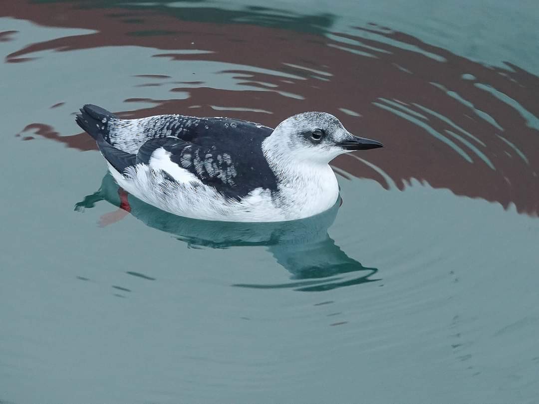 Black Guillemot - ML401925781