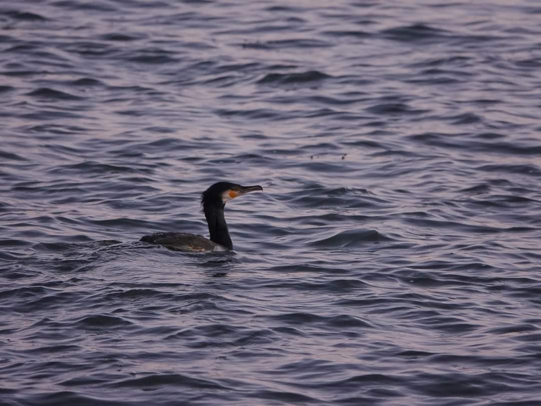 Great Cormorant - ML401925861