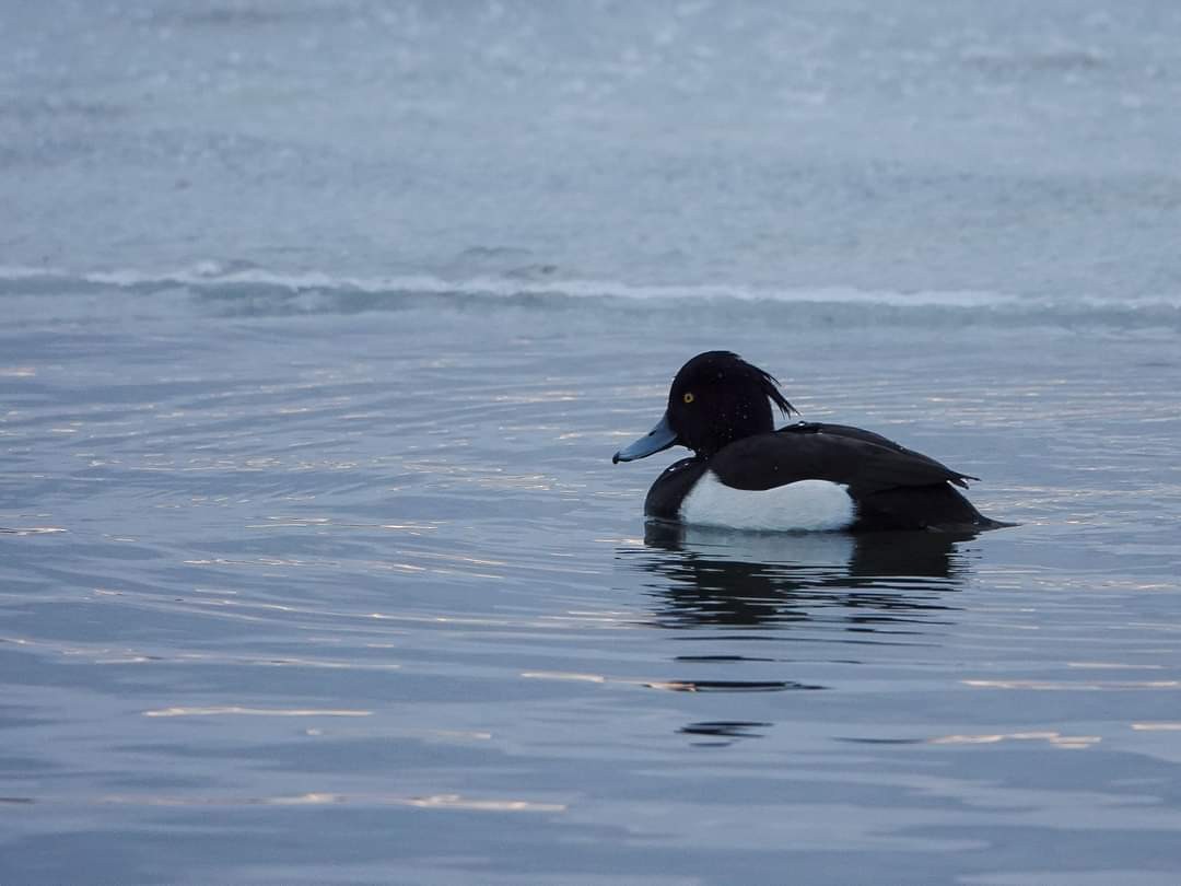 Tufted Duck - ML401926251