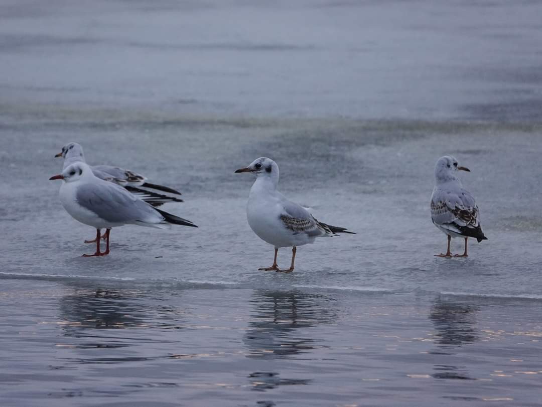 Black-headed Gull - ML401926311