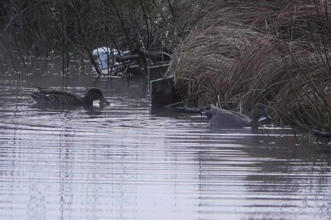 Gadwall - ML401926461