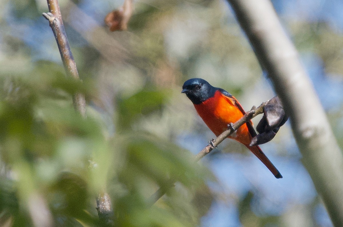 Scarlet Minivet - ML401926581