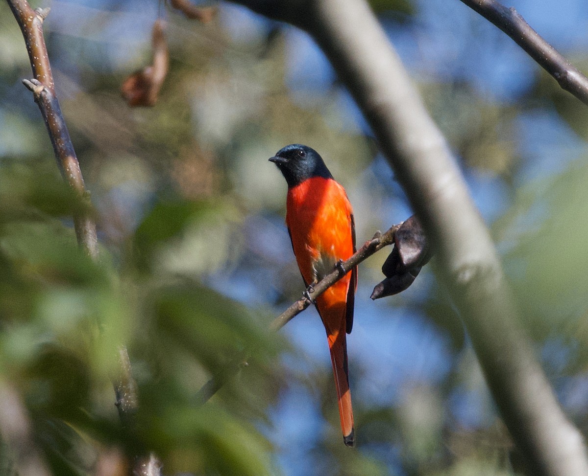 赤紅山椒鳥 - ML401926631