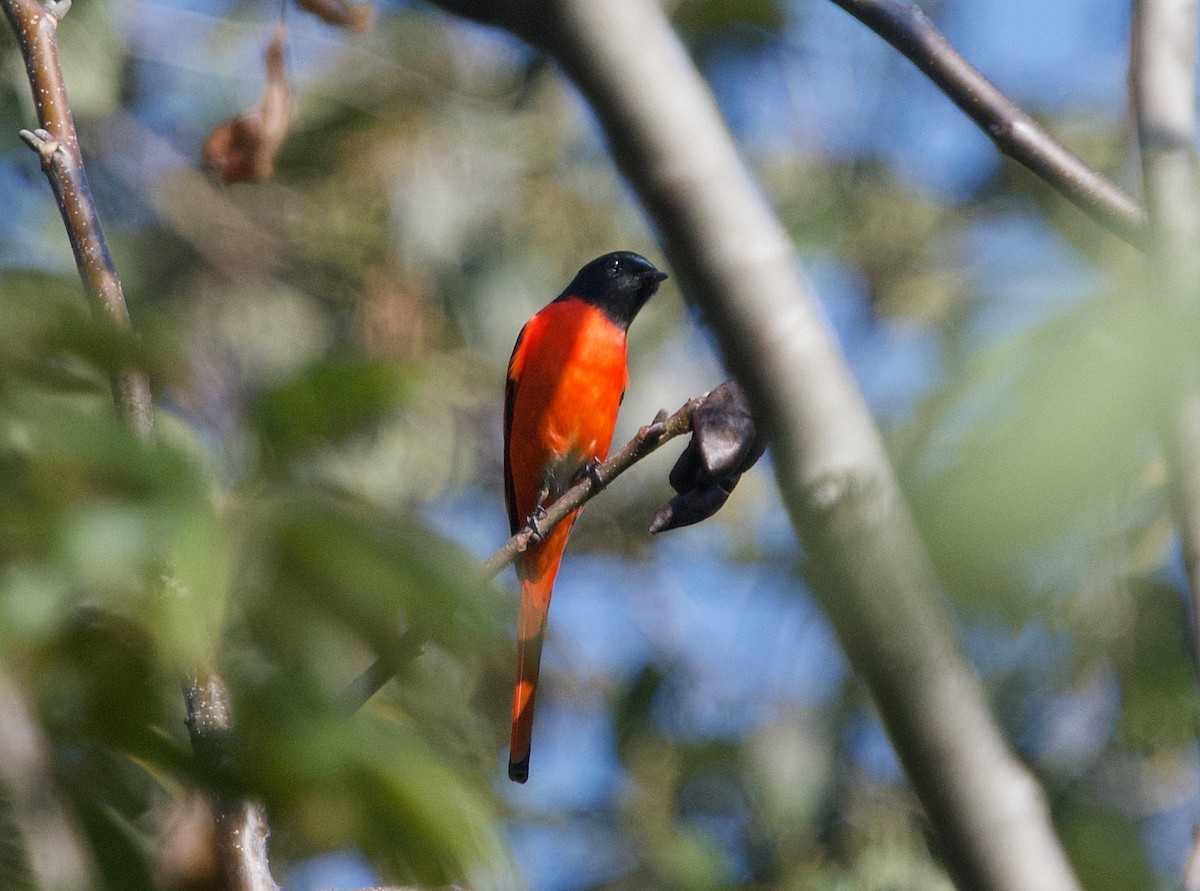 Scarlet Minivet - ML401926671