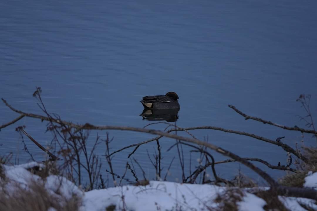 Green-winged Teal - ML401926691