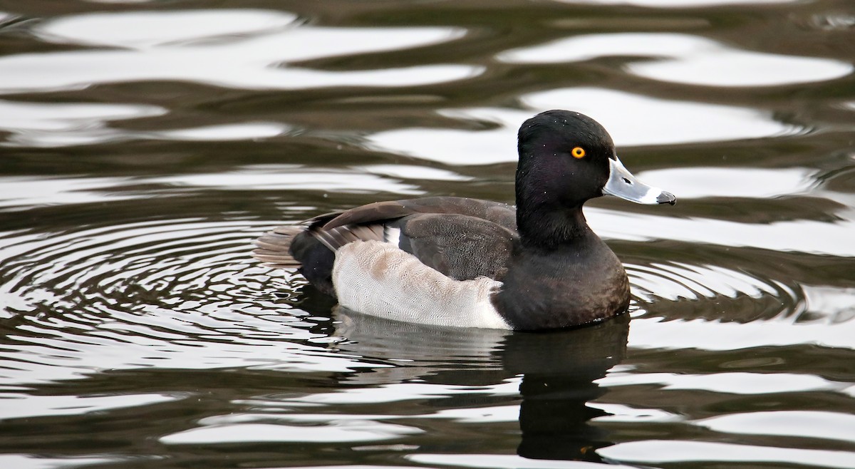 Ring-necked Duck - Elizabeth Winter