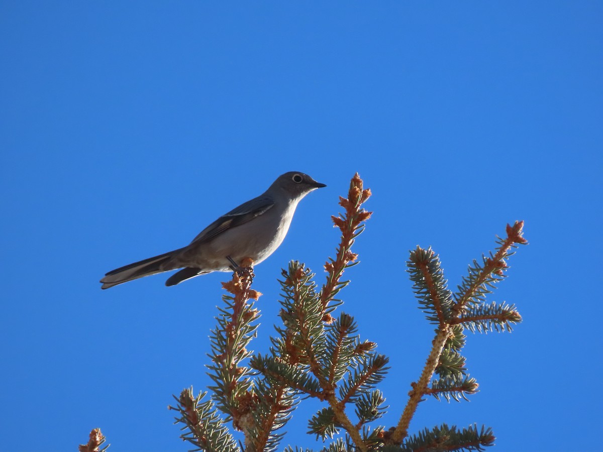 Townsend's Solitaire - ML401928451