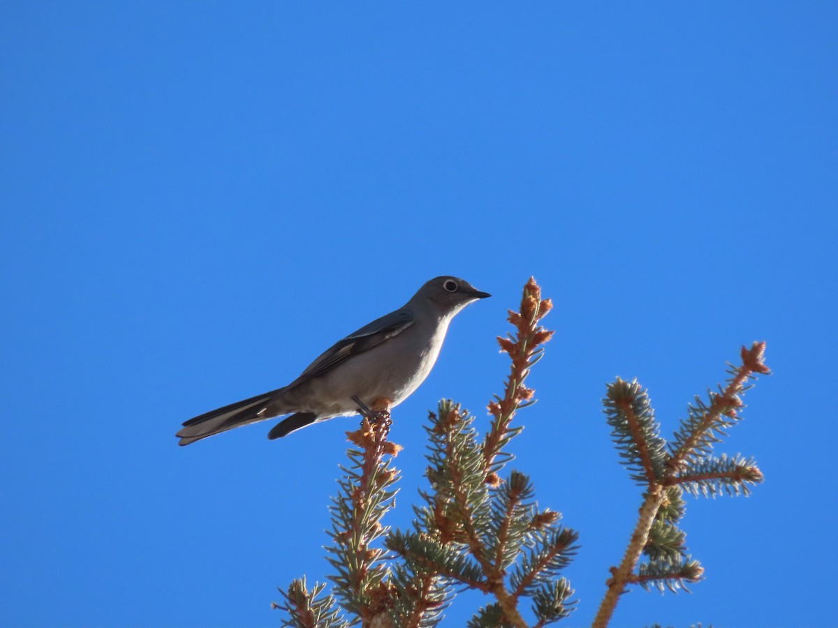 Townsend's Solitaire - ML401928481