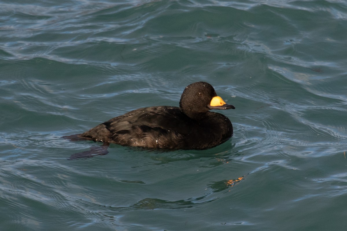 Black Scoter - ML401928701