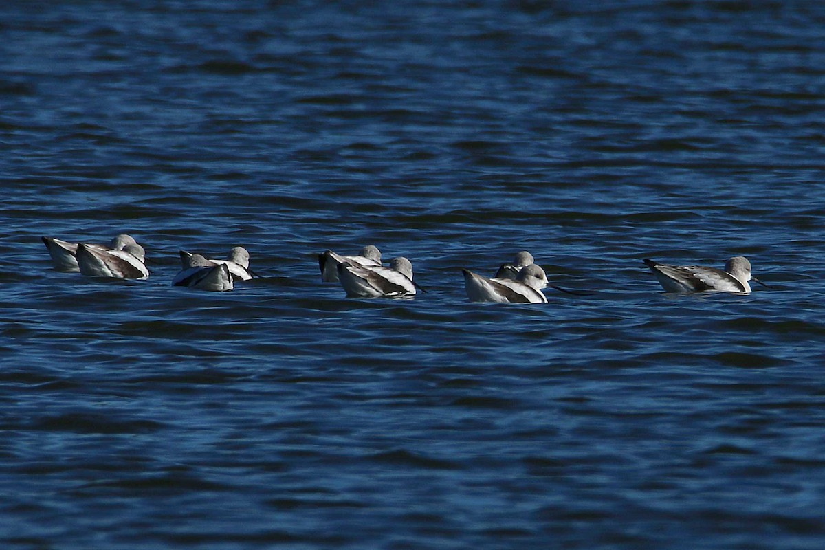 American Avocet - ML401929921