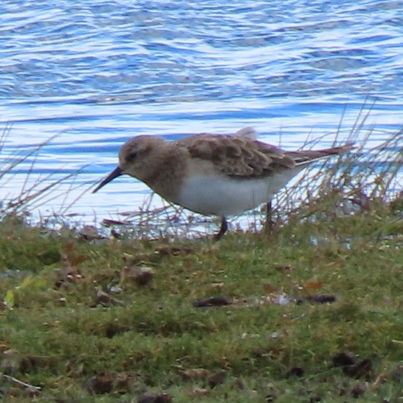 Baird's Sandpiper - ML401933041