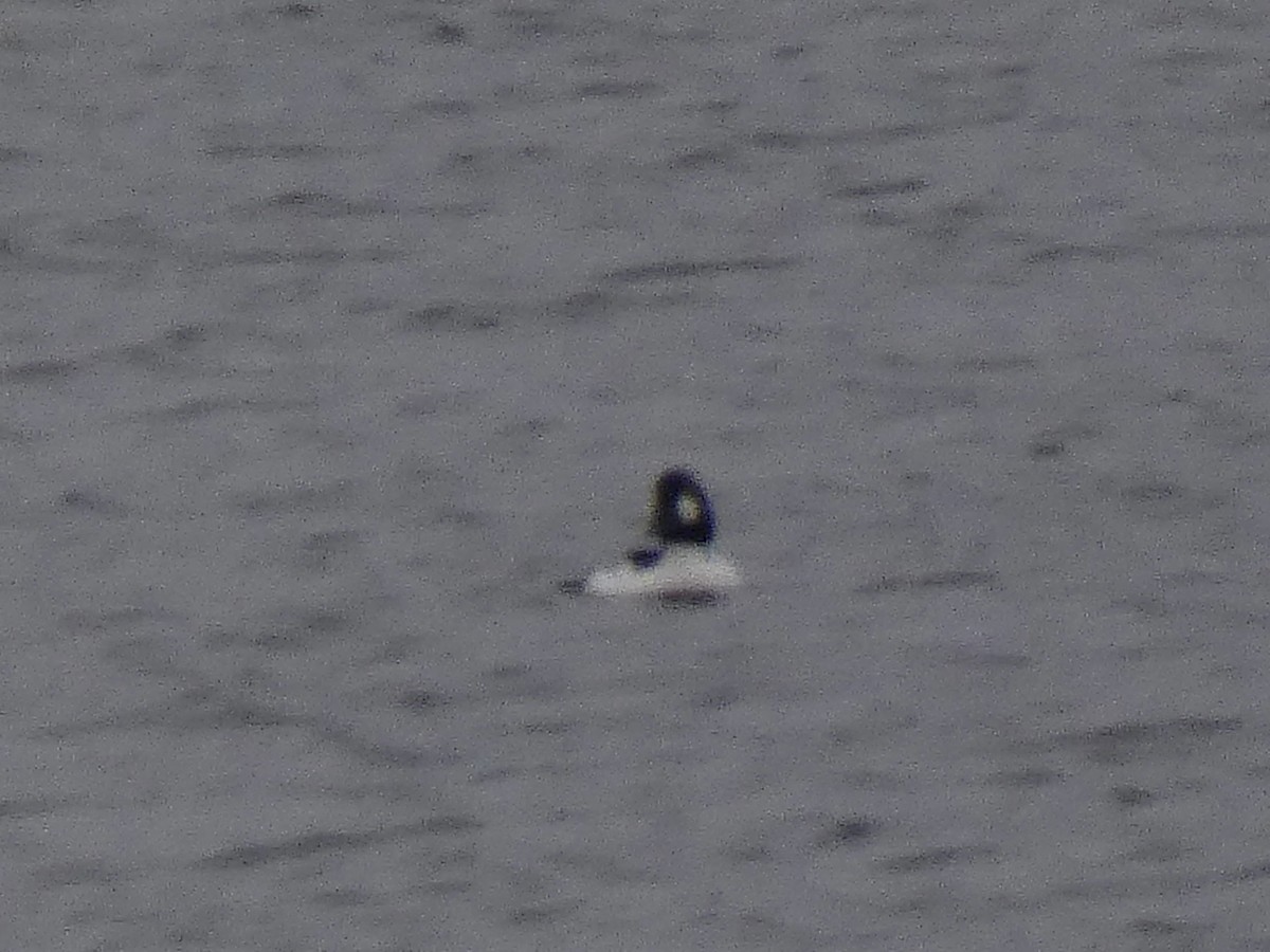 Common Goldeneye - ML401933411