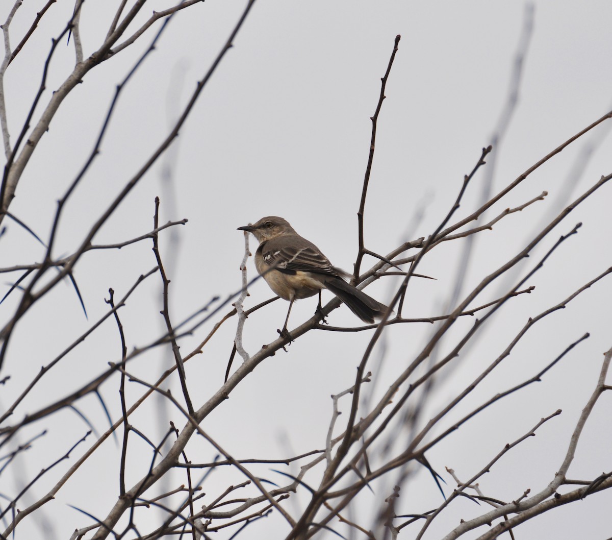 Northern Mockingbird - N Roemer