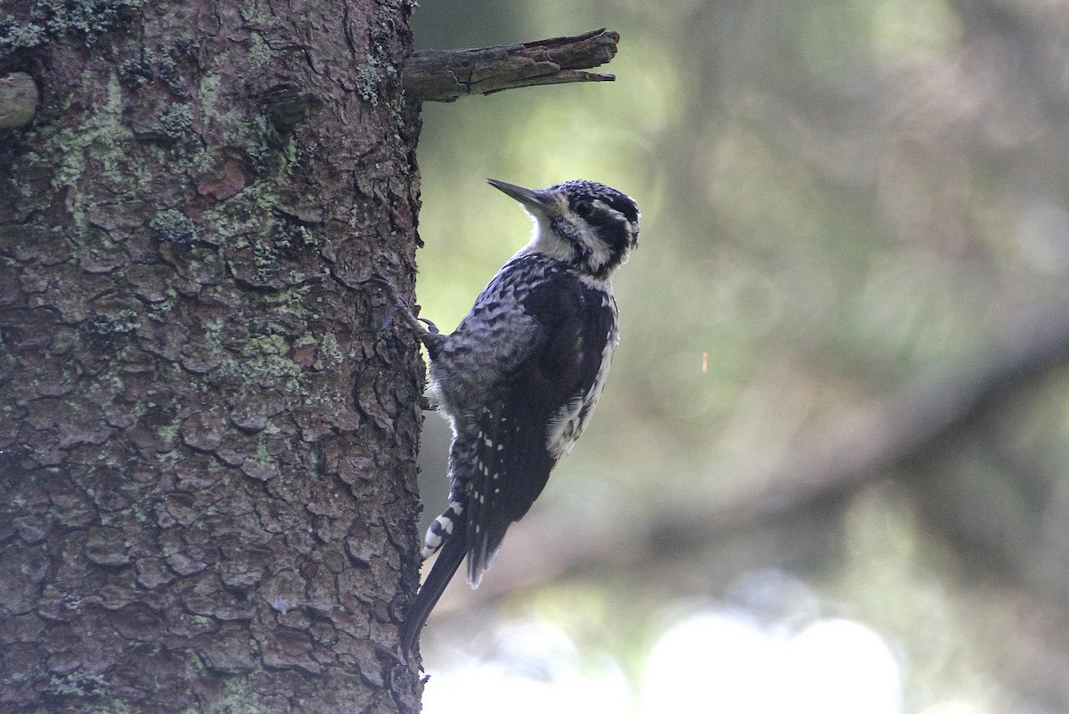 Okil hiruhatza - ML401934701