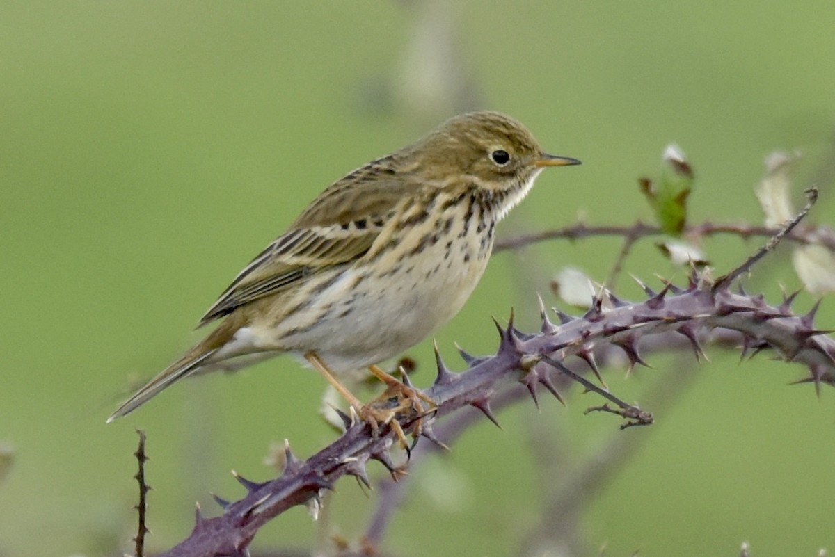 Meadow Pipit - ML401935941