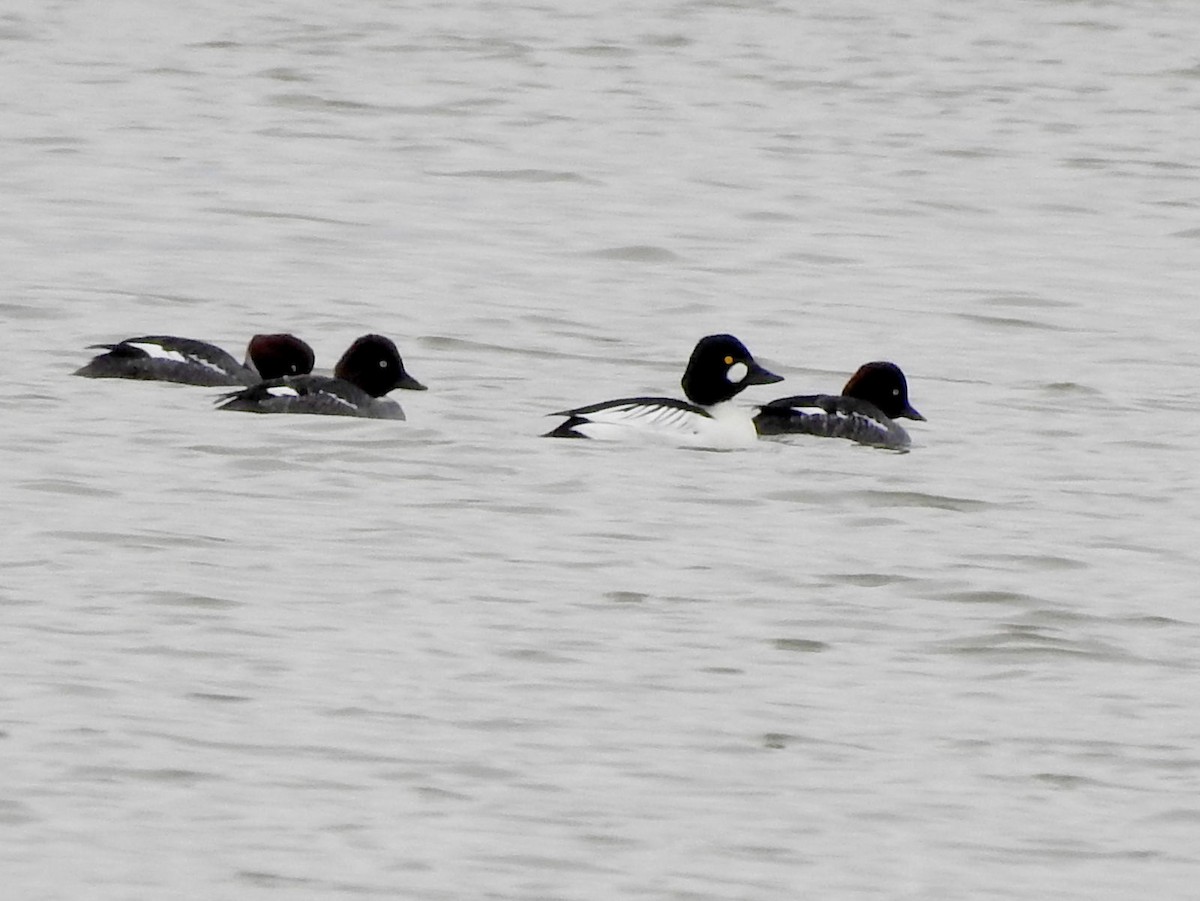 Common Goldeneye - ML401936721