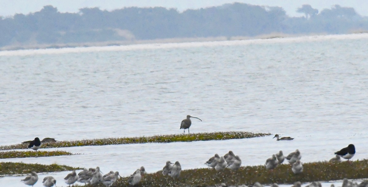 Far Eastern Curlew - ML401937931