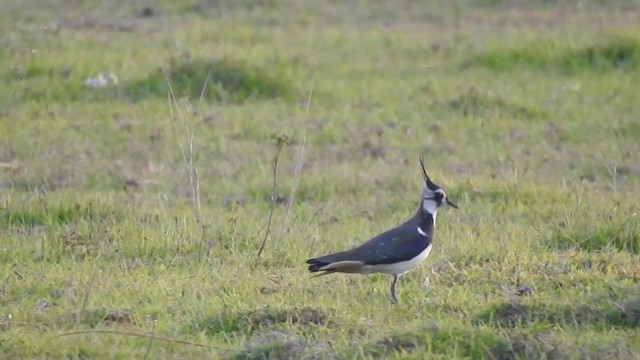 Northern Lapwing - ML401939151