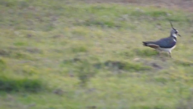 Northern Lapwing - ML401939561