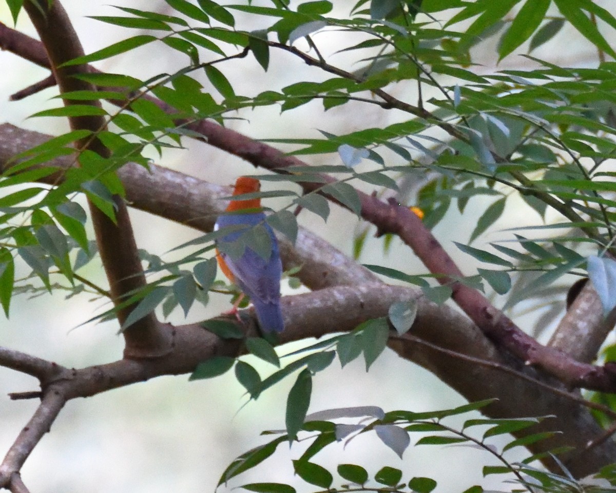 Orange-headed Thrush - Haemoglobin Dr