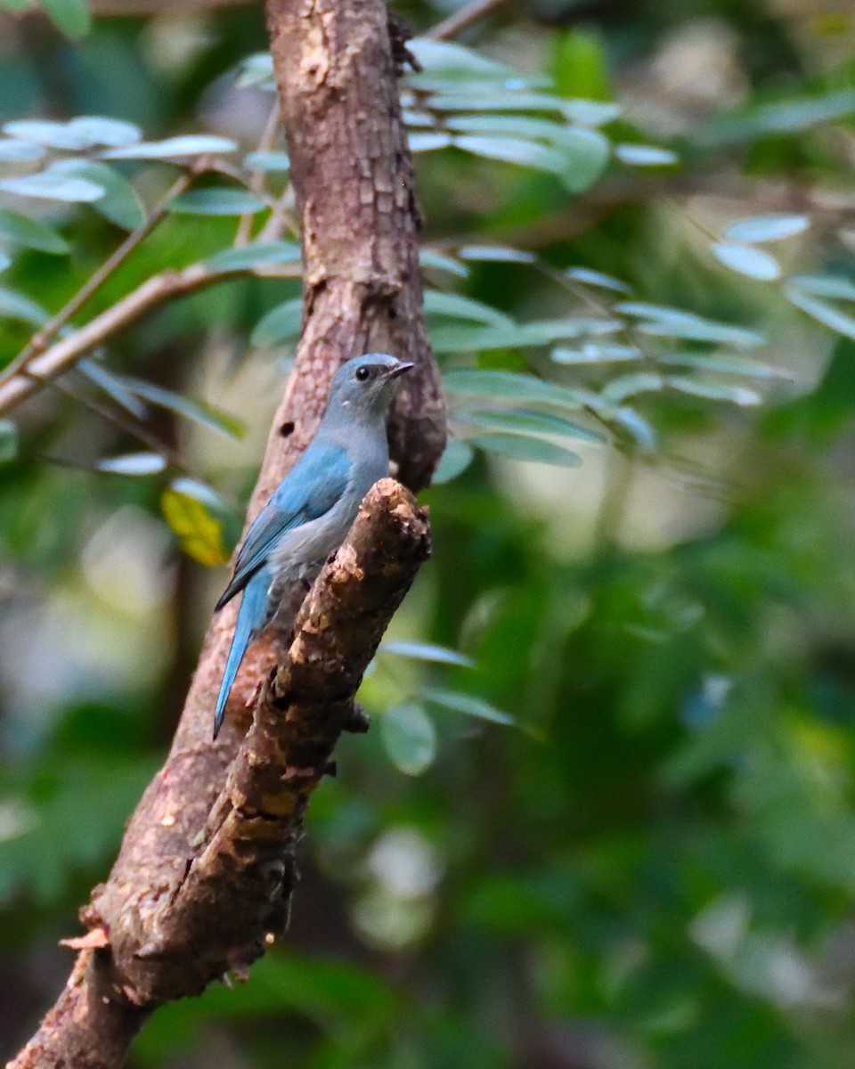 Verditer Flycatcher - ML401940551