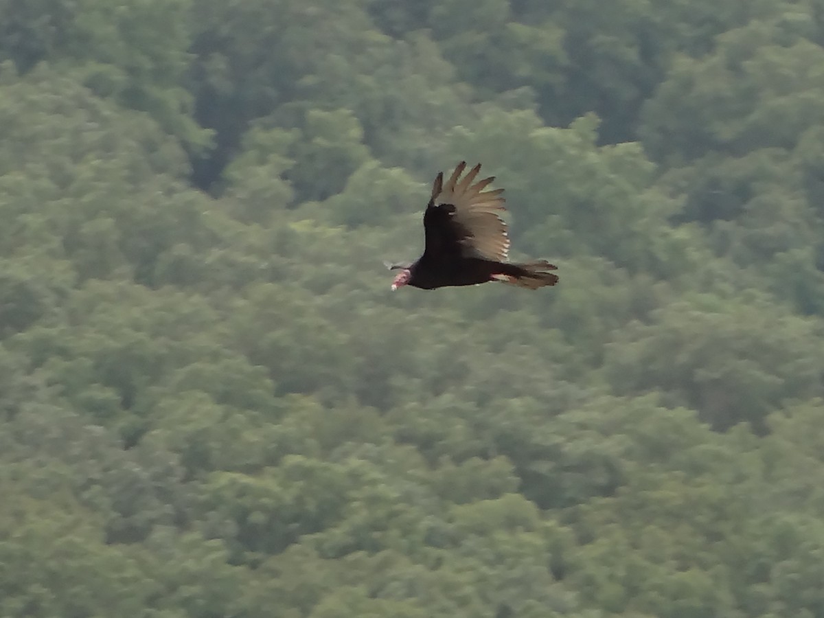 Turkey Vulture - ML40194191