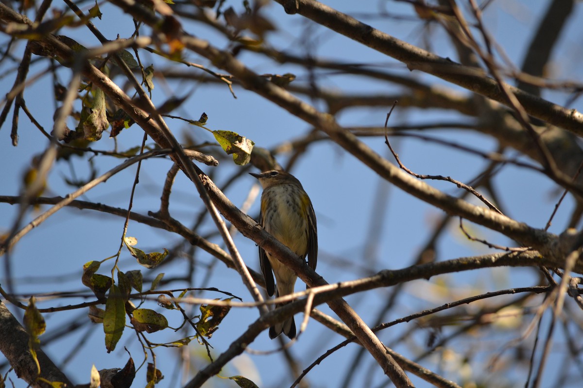 Yellow-rumped Warbler (Myrtle) - ML401941981