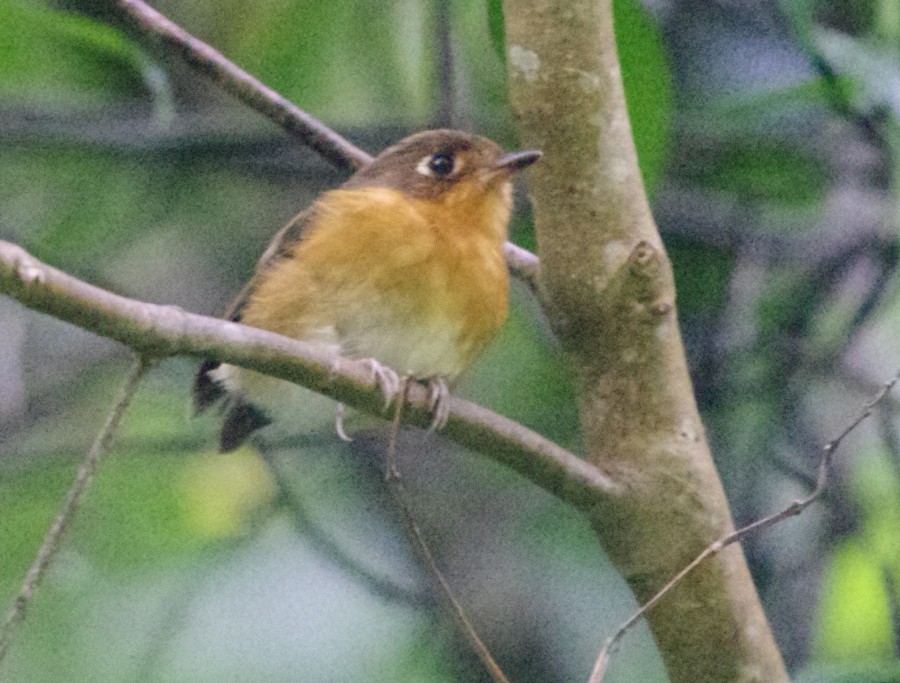 Rusty-breasted Antpitta - ML401942941