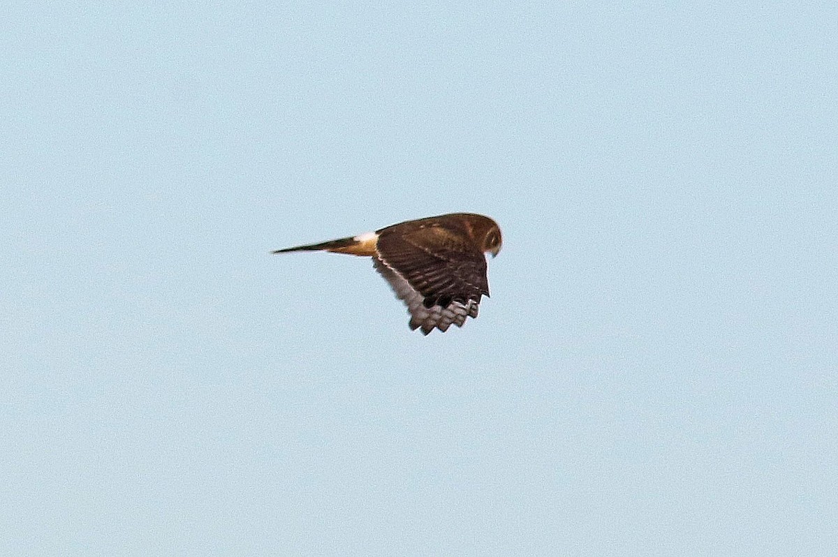 Northern Harrier - ML401944141