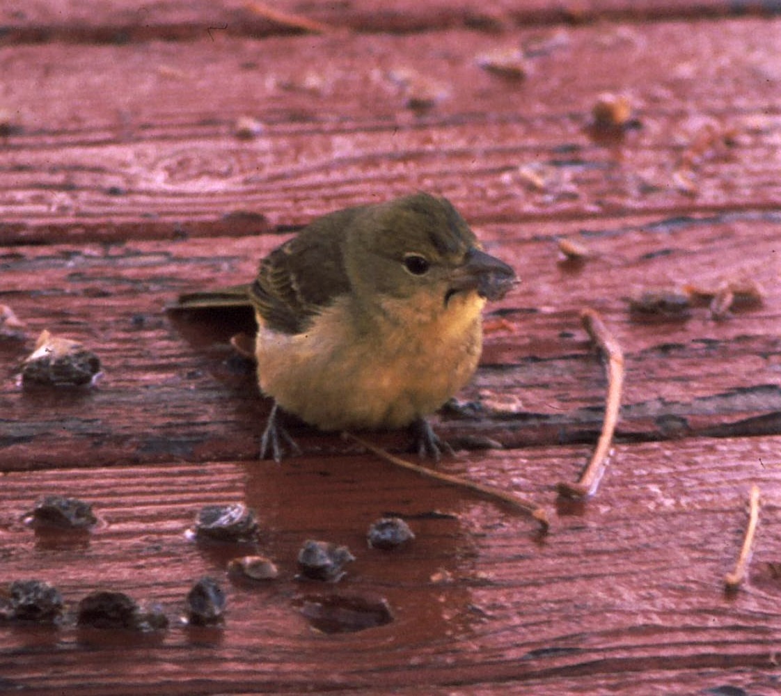 Summer Tanager - Debby Parker