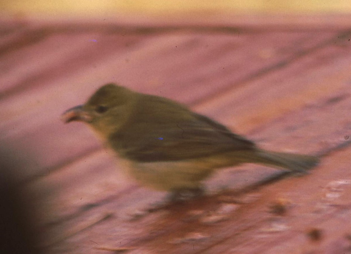 Summer Tanager - Debby Parker