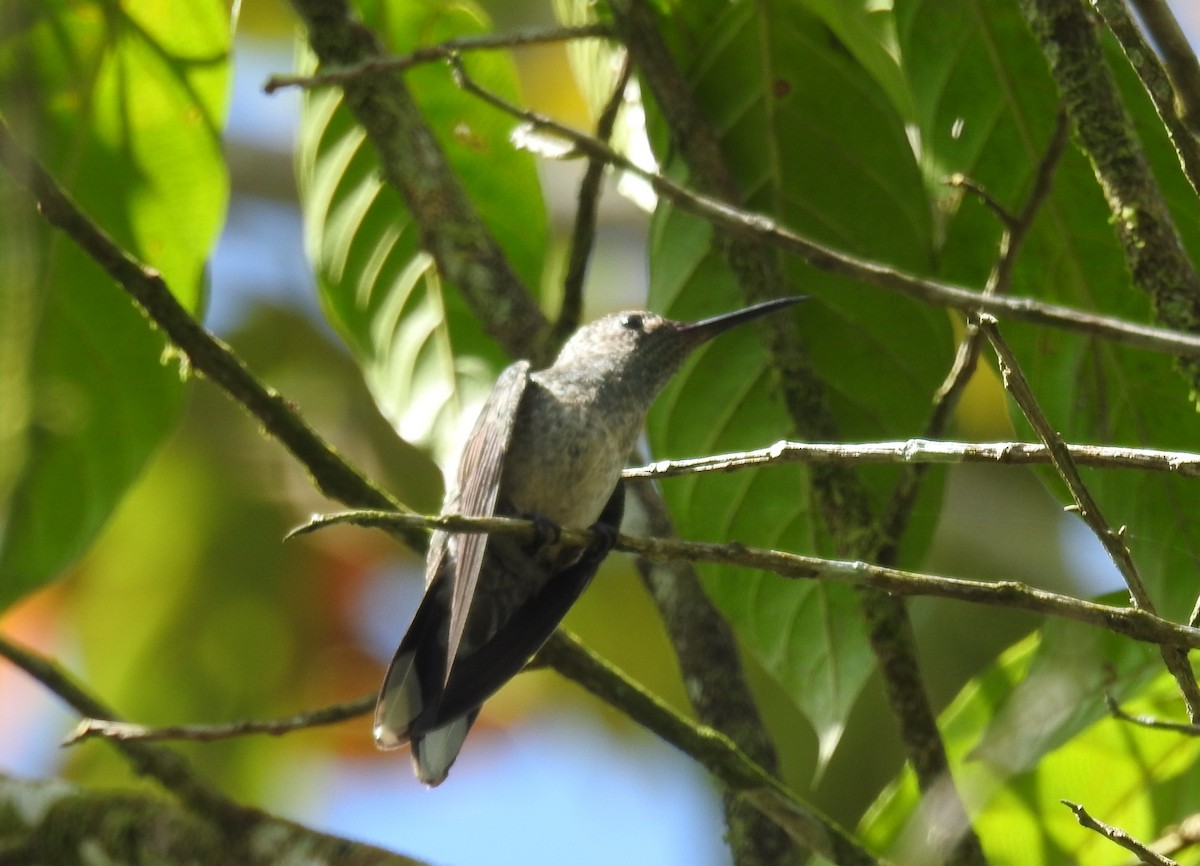 Scaly-breasted Hummingbird - ML401945541