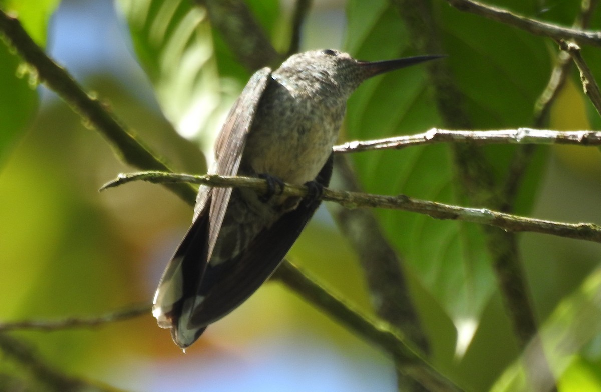 Scaly-breasted Hummingbird - ML401945561
