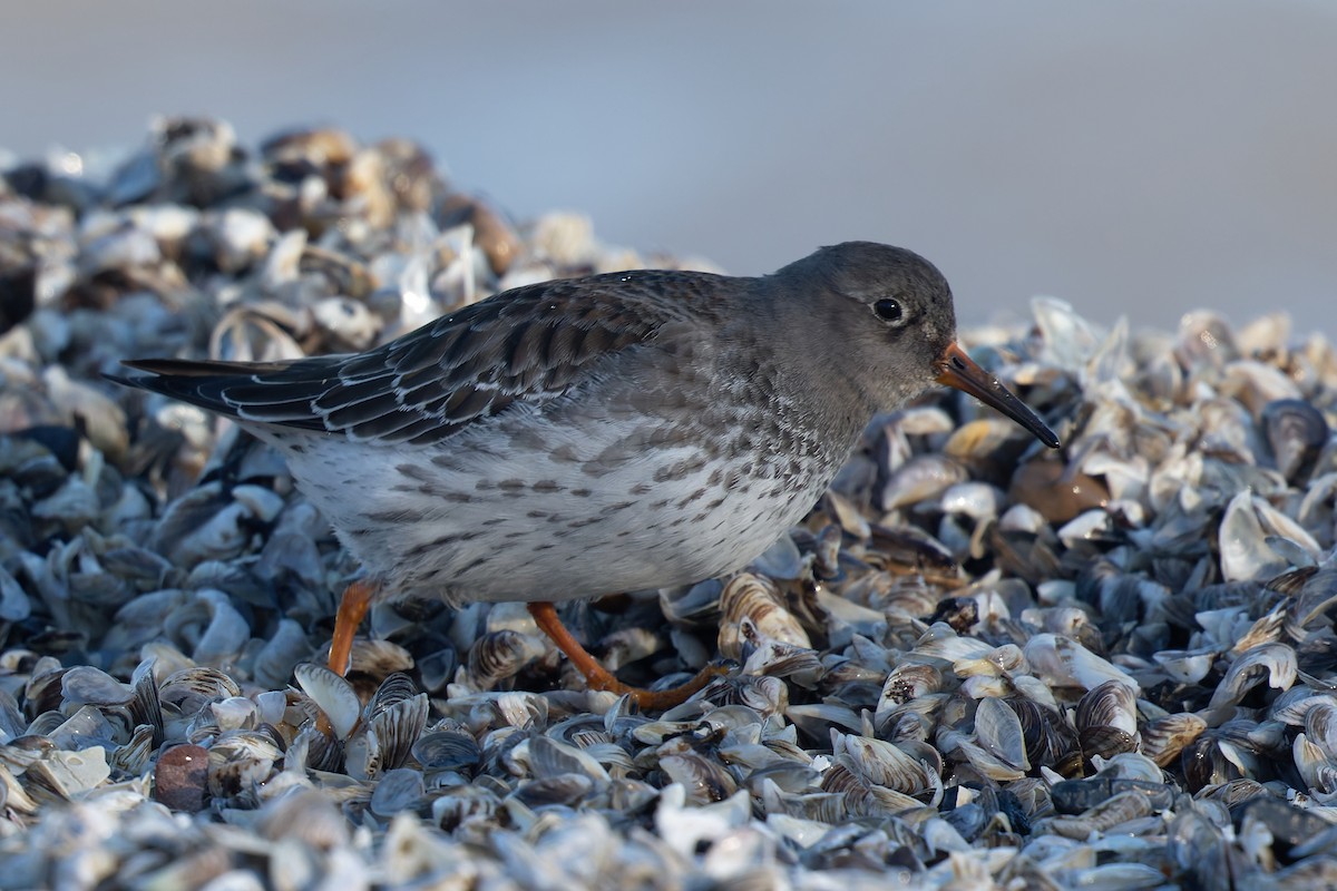 Purple Sandpiper - Triet Tran