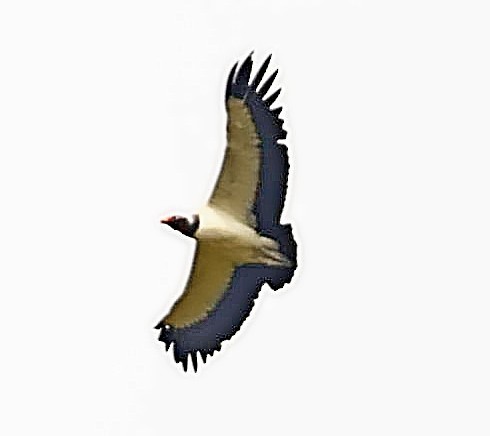 King Vulture - ML401951191