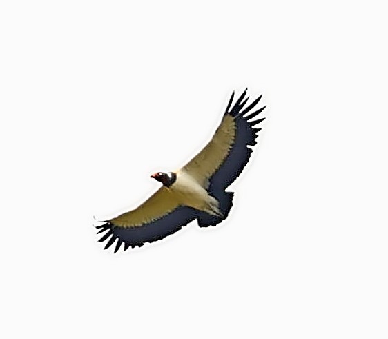 King Vulture - ML401951201