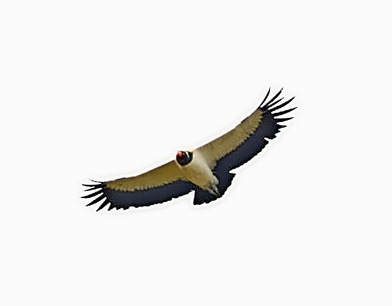 King Vulture - ML401951211
