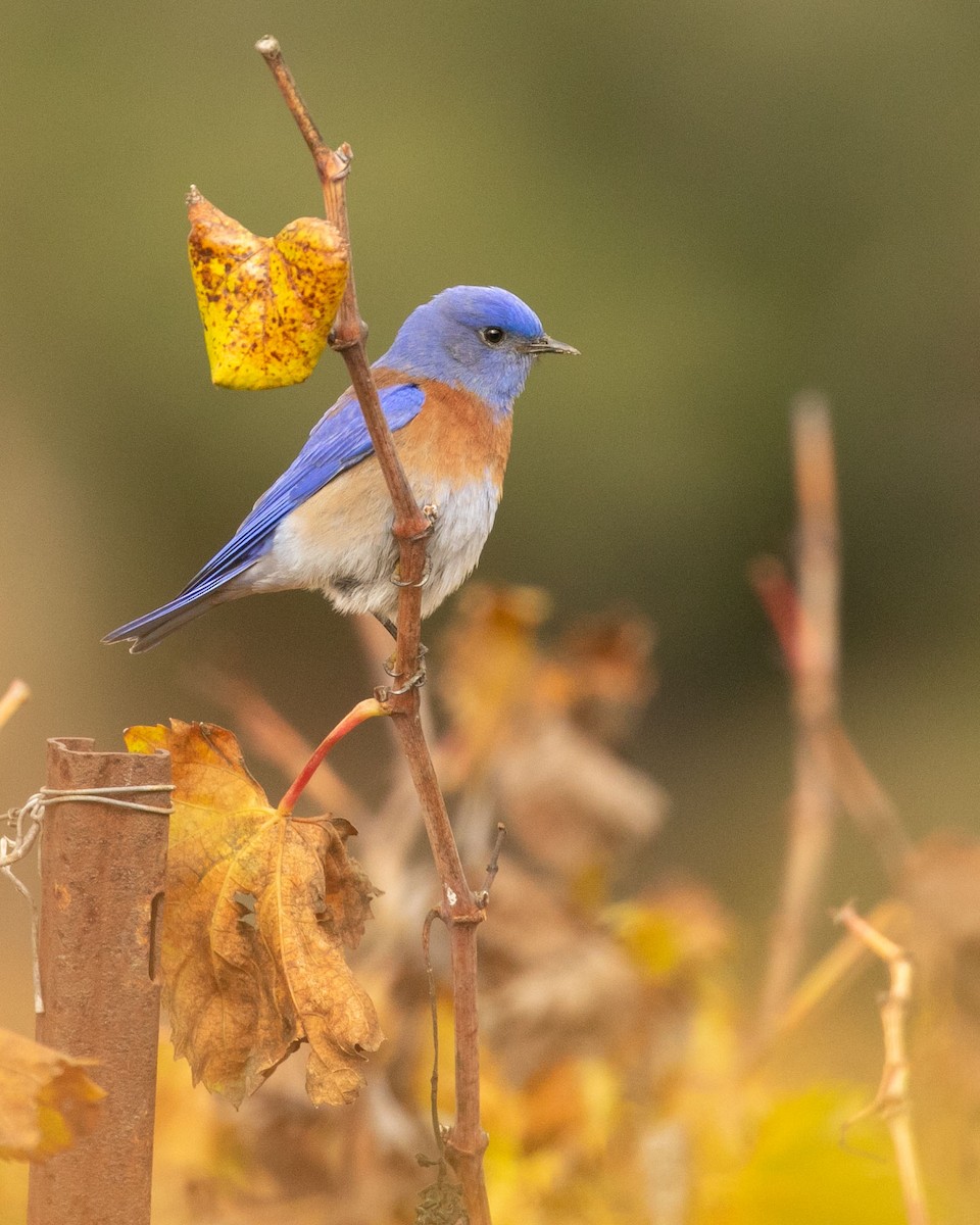Western Bluebird - ML401951301