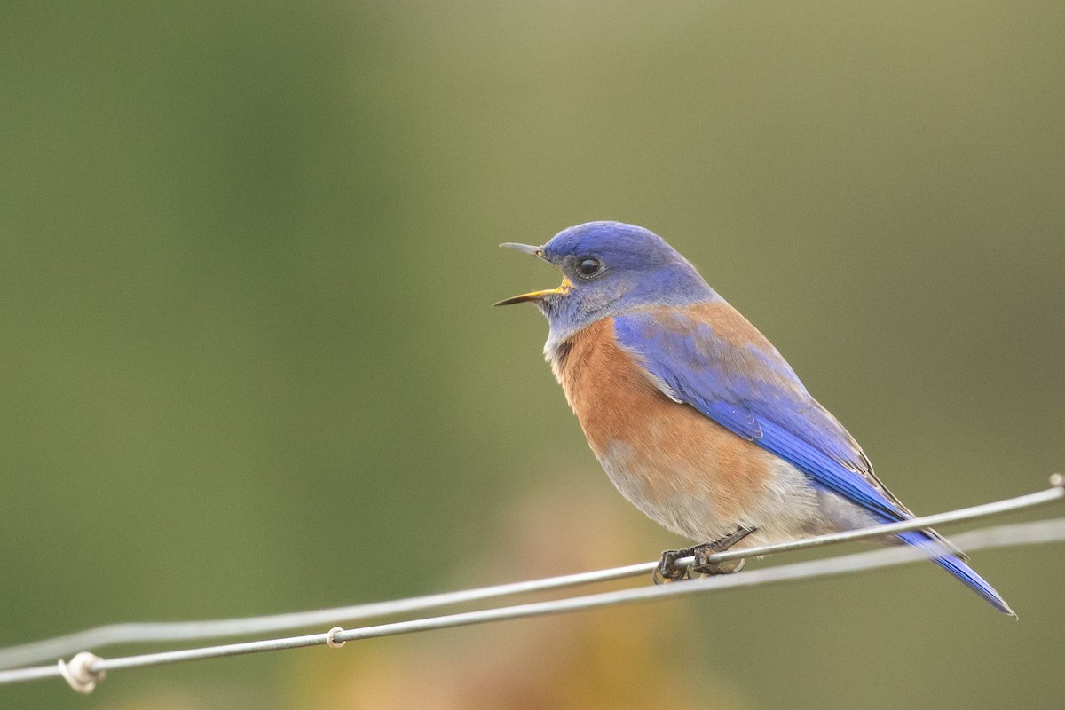 Western Bluebird - ML401951311