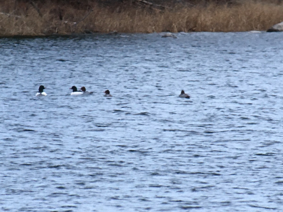 Common Merganser - ML401952781