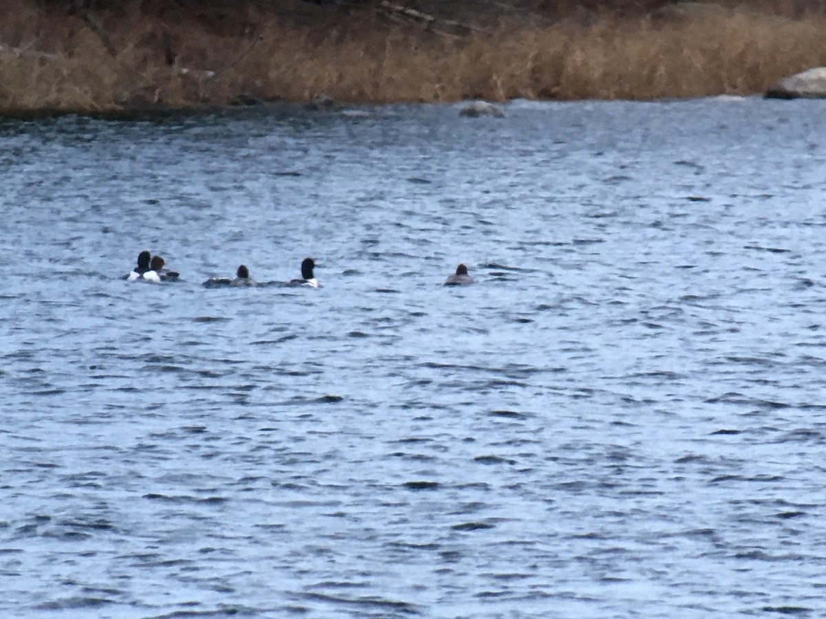 Common Merganser - ML401952881