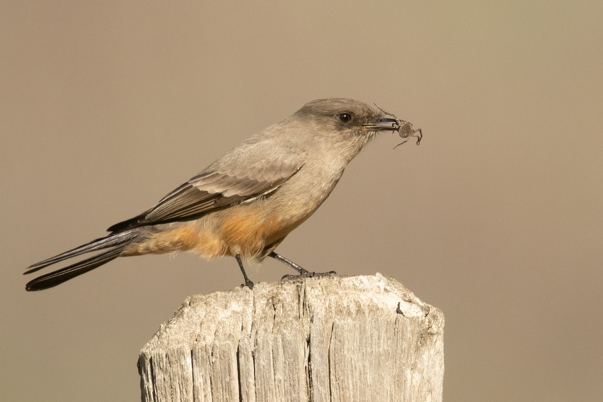 Say's Phoebe - ML401952941