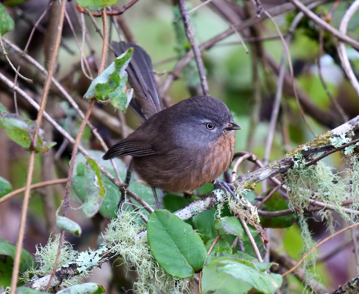 Wrentit - ML401953181