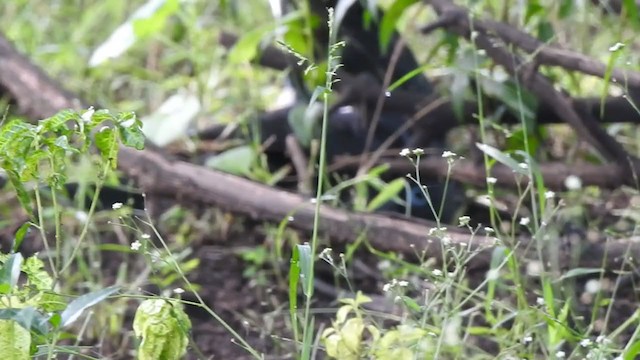 Blue-faced Malkoha - ML401956711