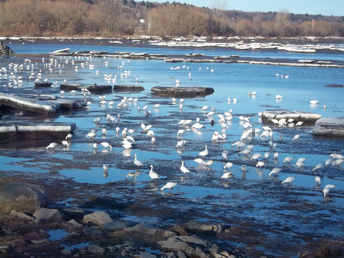 Snow Goose - ML401958581