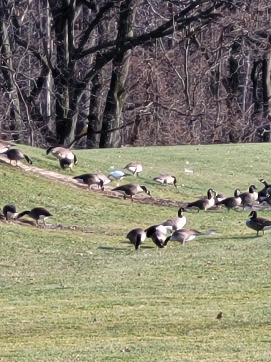 Ross's Goose - ML401958631