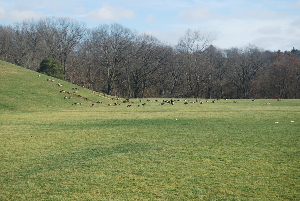 Ross's Goose - ML401958681