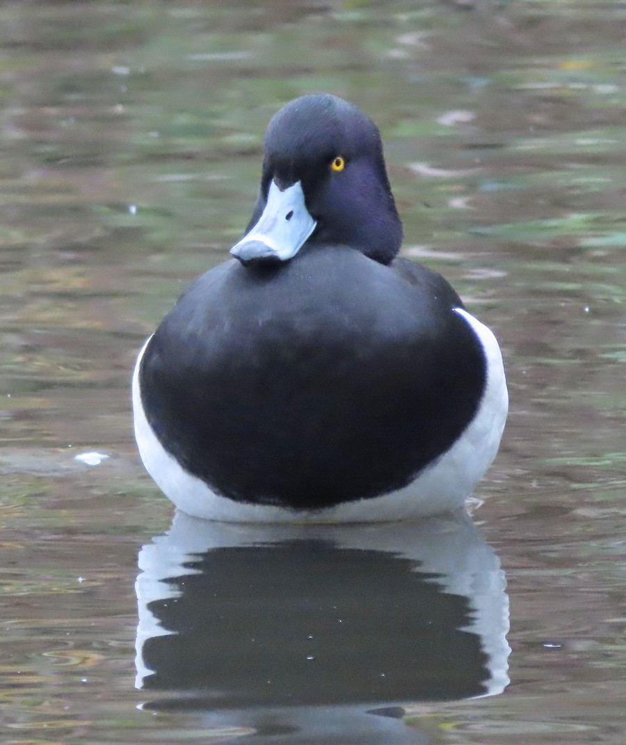 Tufted Duck - ML401959421