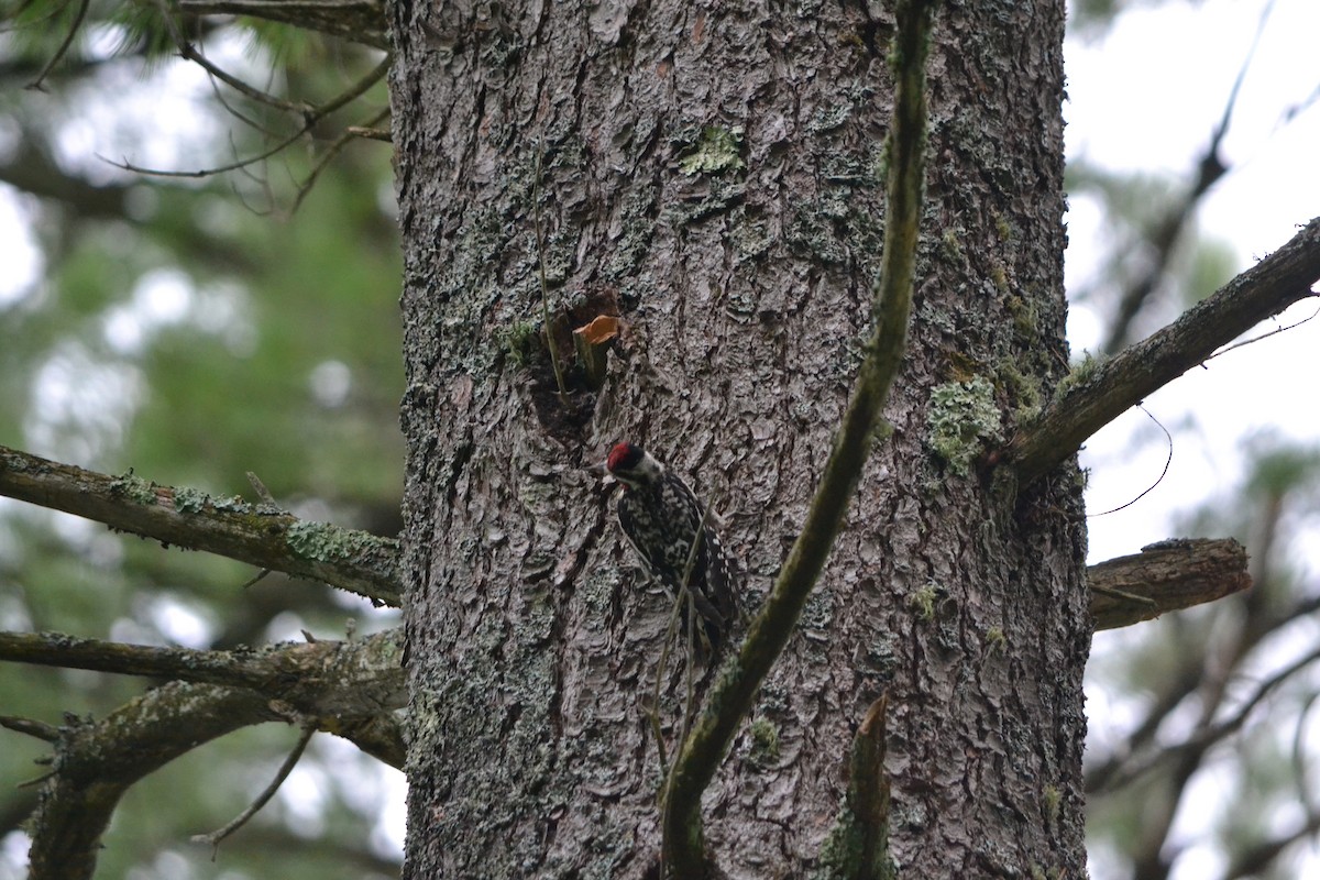 Yellow-bellied Sapsucker - ML401960291